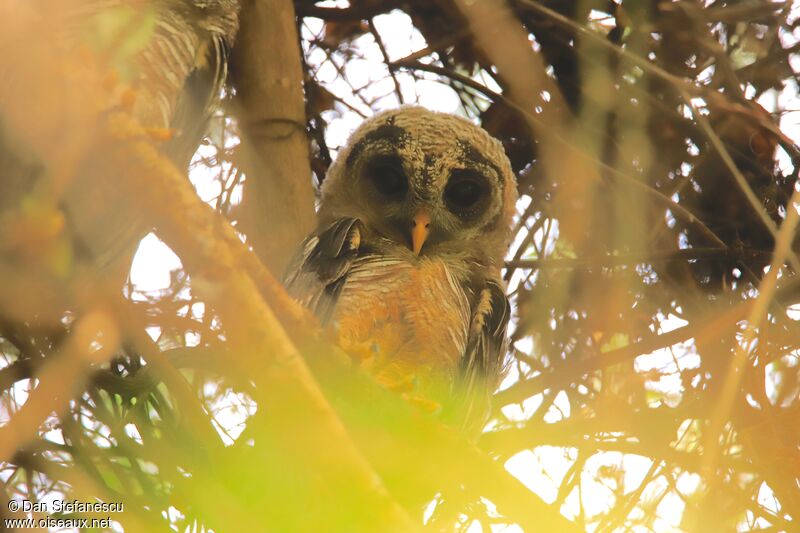 African Wood Owljuvenile