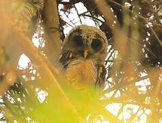 African Wood Owl