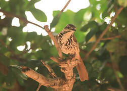 Spotted Palm Thrush