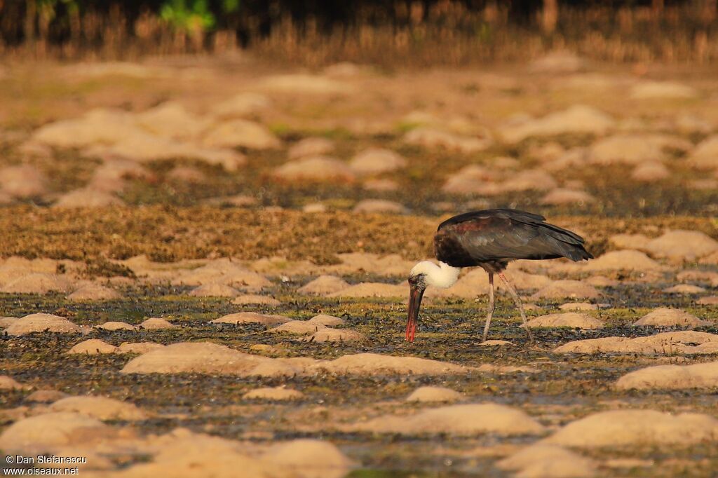 African Woolly-necked Storkadult, walking, eats