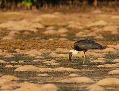 African Woolly-necked Stork