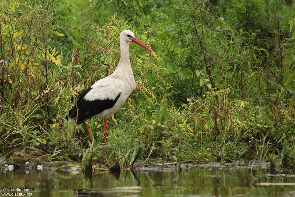 Cigogne blancheadulte, marche