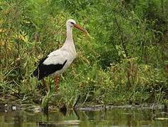 Cigogne blanche