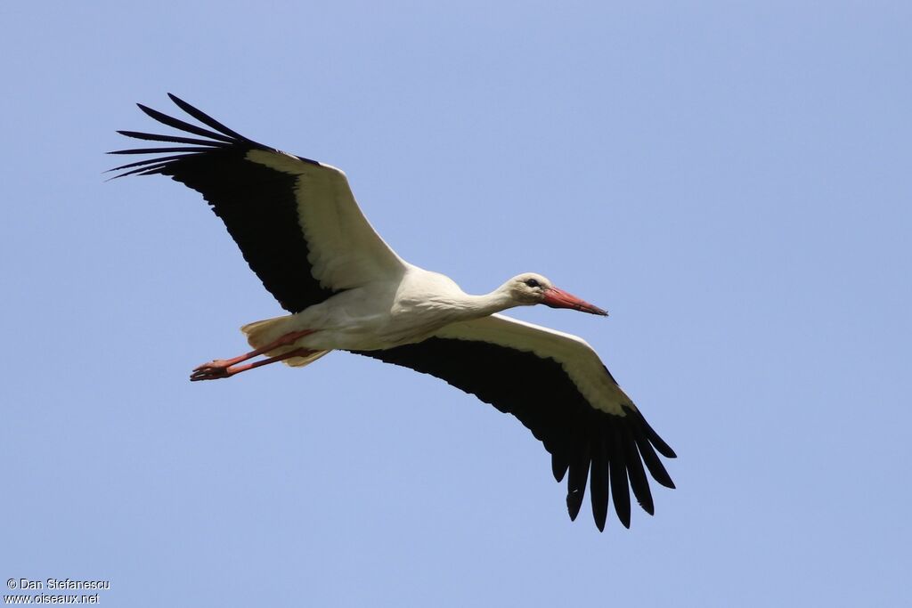 Cigogne blancheadulte, Vol