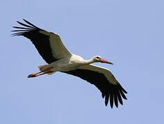 White Stork