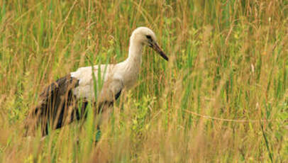 Cigogne blanche