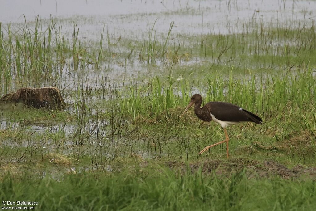 Cigogne noireimmature