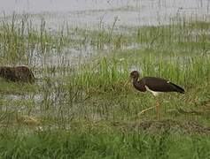 Black Stork