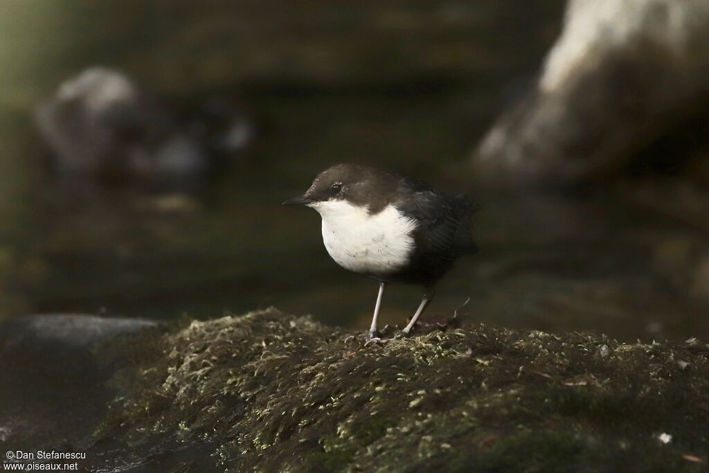 White-throated Dipper, walking