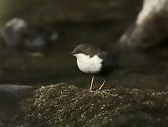 White-throated Dipper