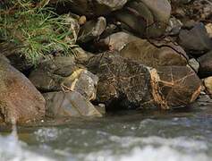 White-throated Dipper