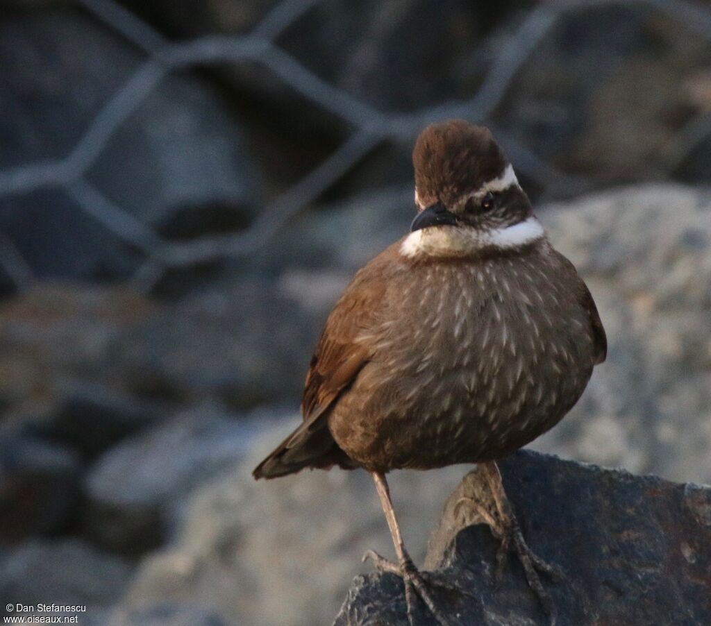 Dark-bellied Cinclodes