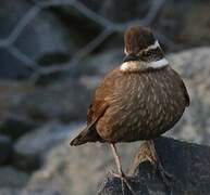 Dark-bellied Cinclodes