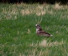 Short-toed Snake Eagle