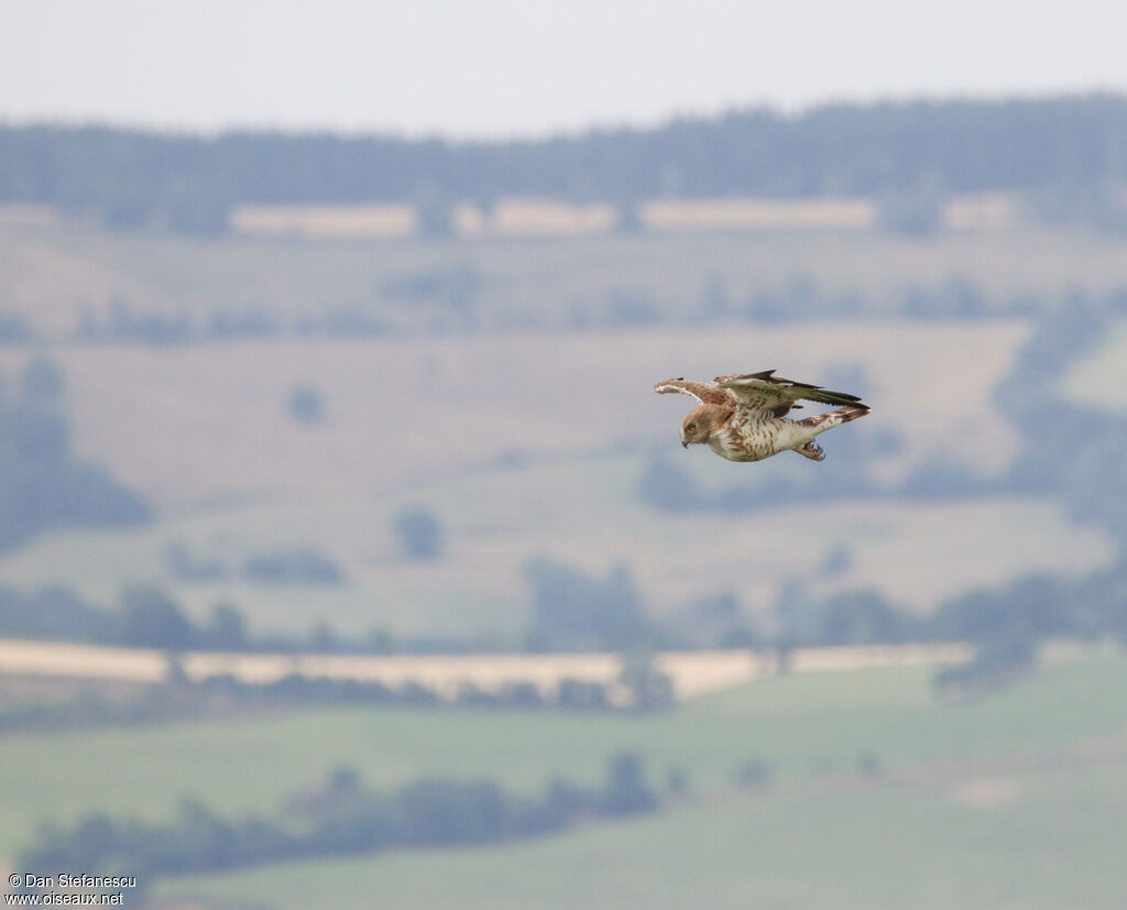 Short-toed Snake Eagleadult, Flight