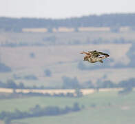 Short-toed Snake Eagle