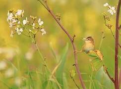 Zitting Cisticola