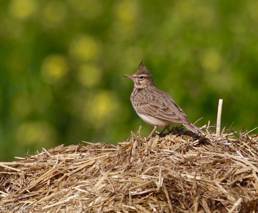 Crested Larkadult