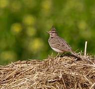 Crested Lark