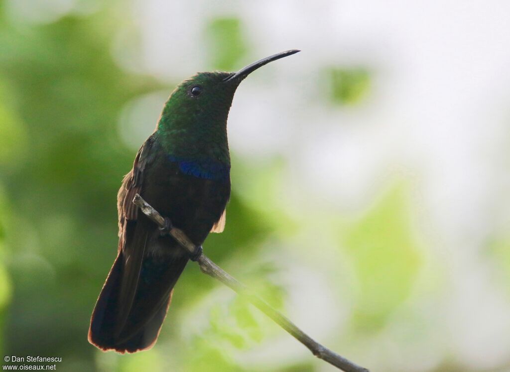 Green-throated Caribadult