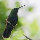 Colibri falle-vert