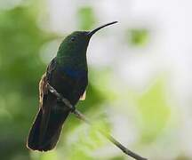 Green-throated Carib