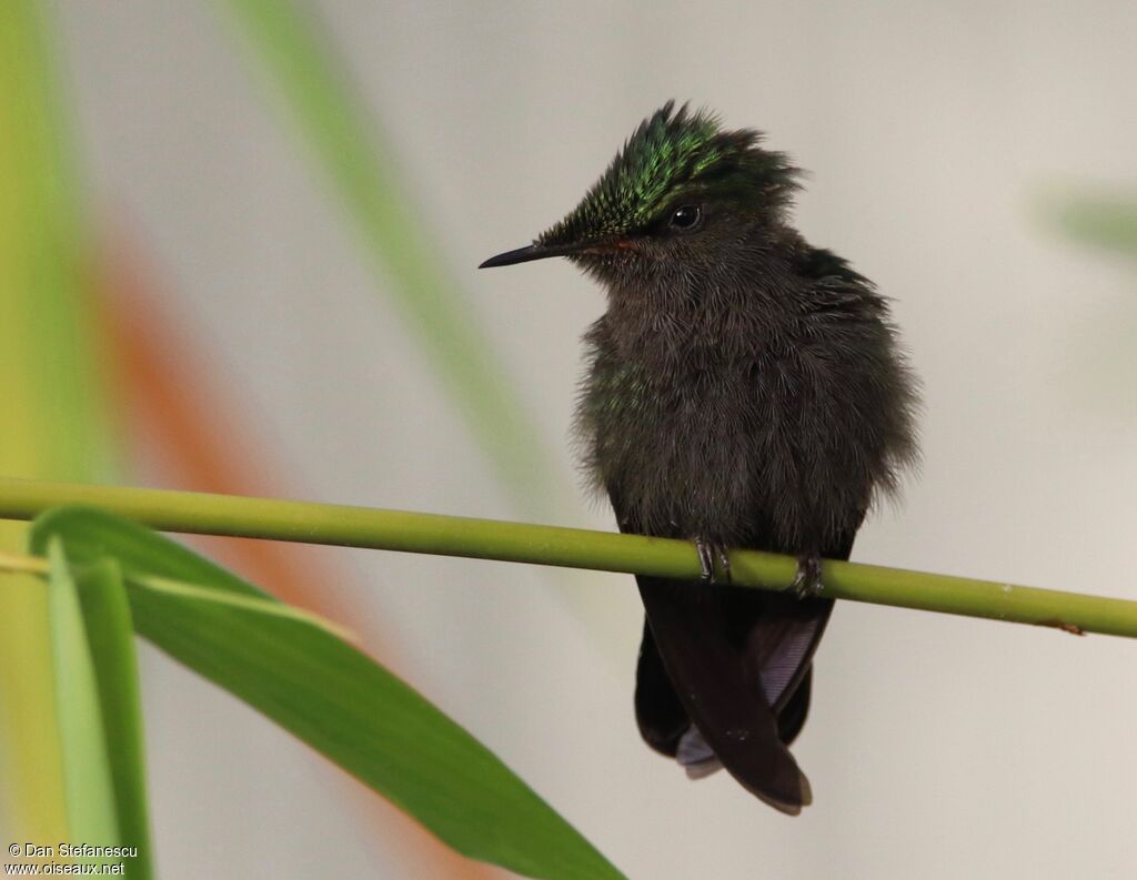 Colibri huppéadulte