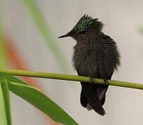 Antillean Crested Hummingbird