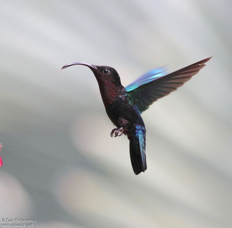Purple-throated Carib, Flight