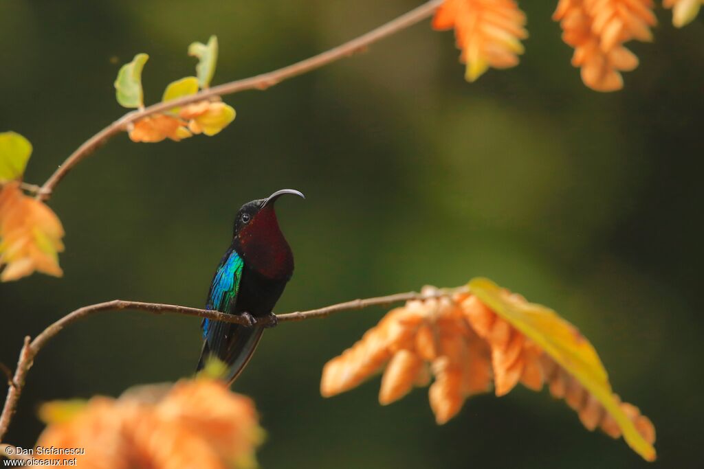 Purple-throated Caribadult