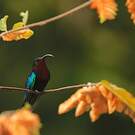 Colibri madère
