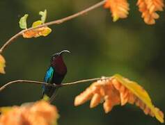 Purple-throated Carib