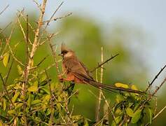 Speckled Mousebird