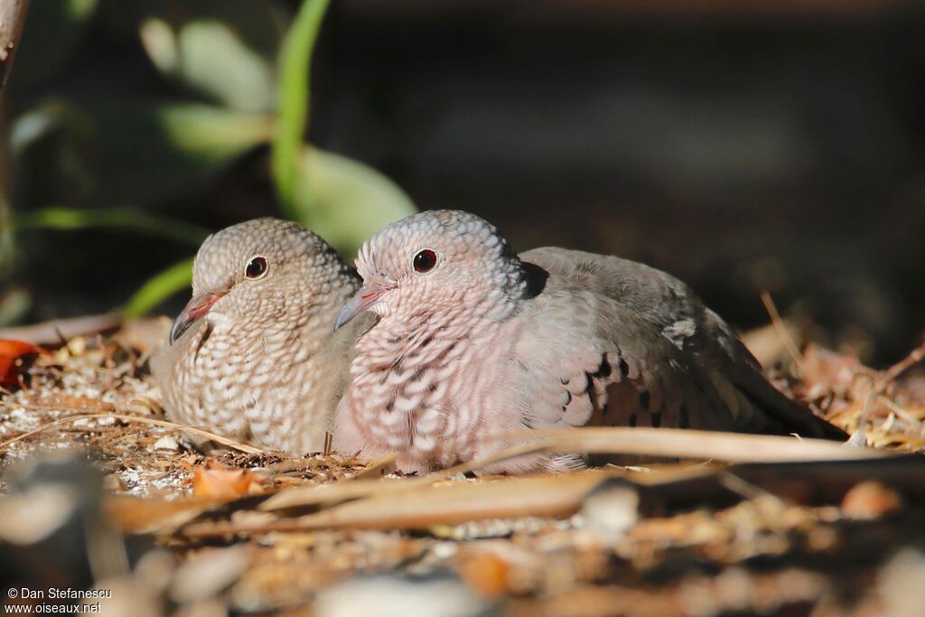 Common Ground Doveadult