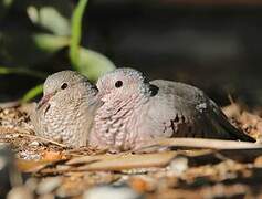 Common Ground Dove