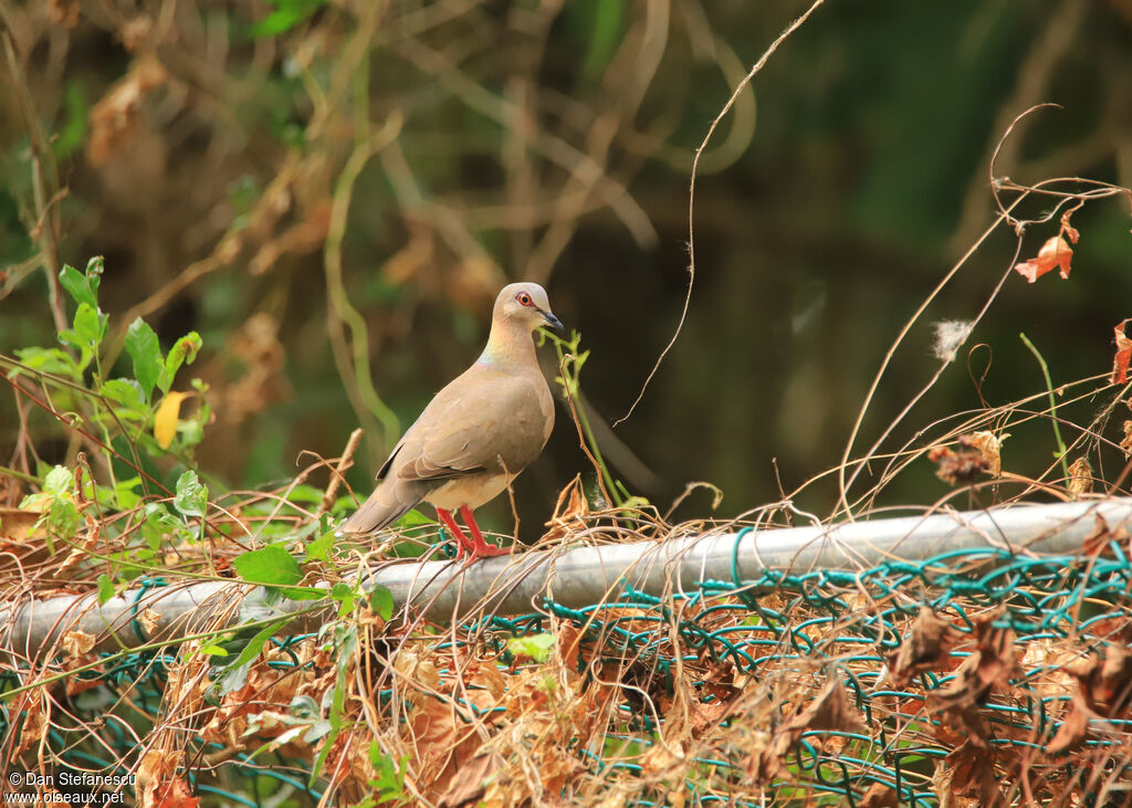 White-tipped Doveadult