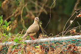 White-tipped Dove