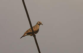 Ruddy Ground Dove