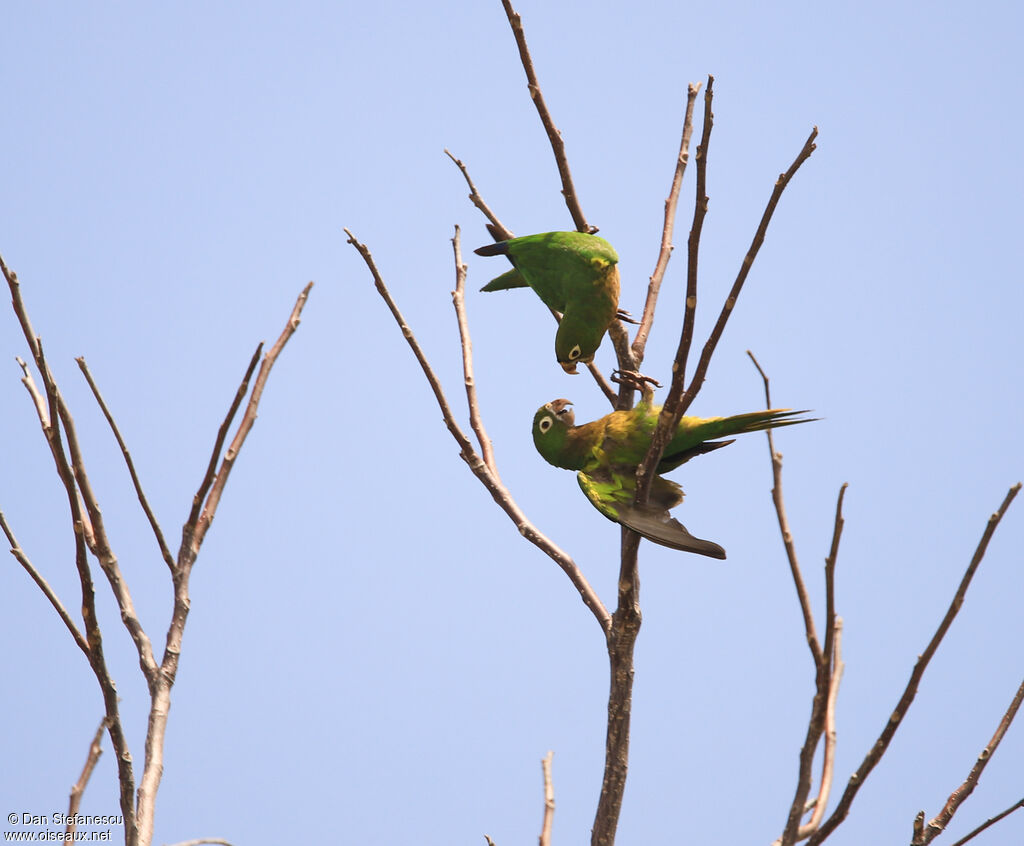 Olive-throated Parakeet