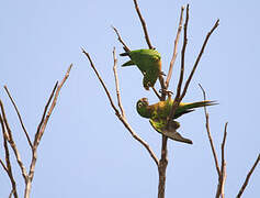 Olive-throated Parakeet