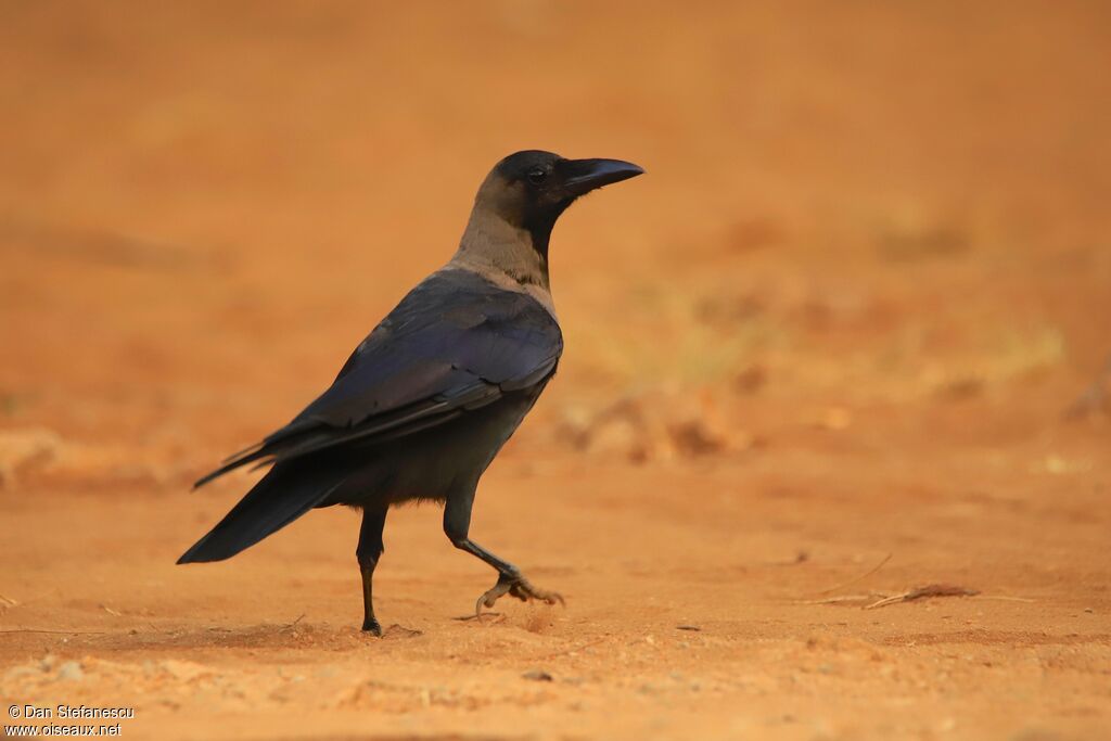 House Crow, walking