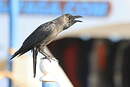 Corbeau familier
