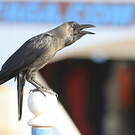 Corbeau familier