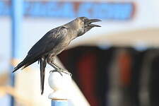 Corbeau familier