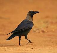 House Crow