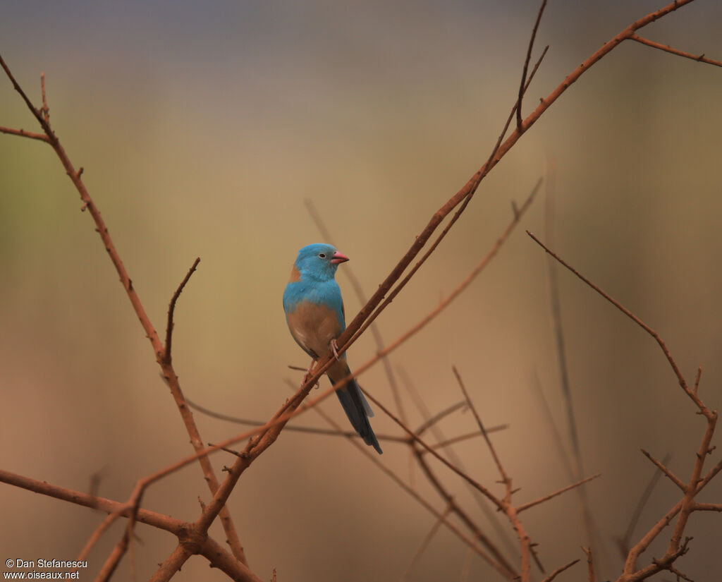 Blue-capped Cordon-bleuadult