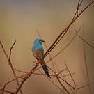 Cordonbleu cyanocéphale