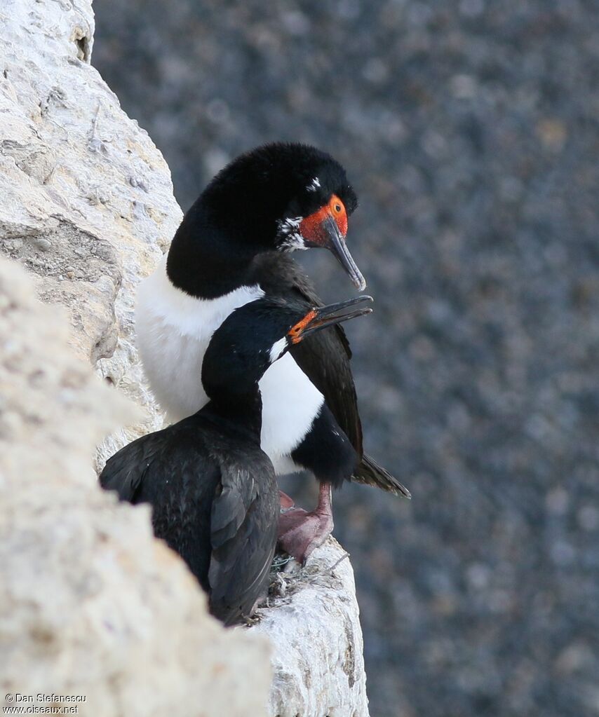 Cormoran de Magellan, Nidification