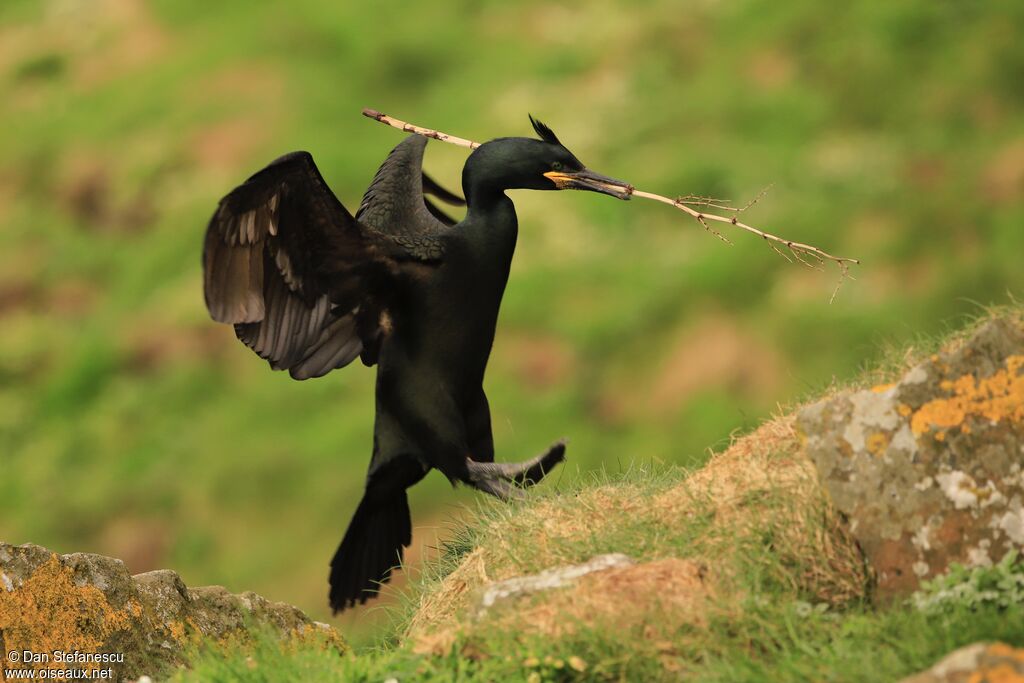 Cormoran huppéadulte nuptial, Nidification