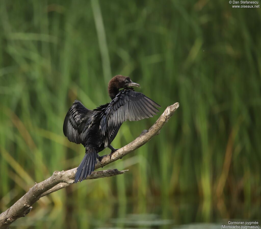Pygmy Cormorant